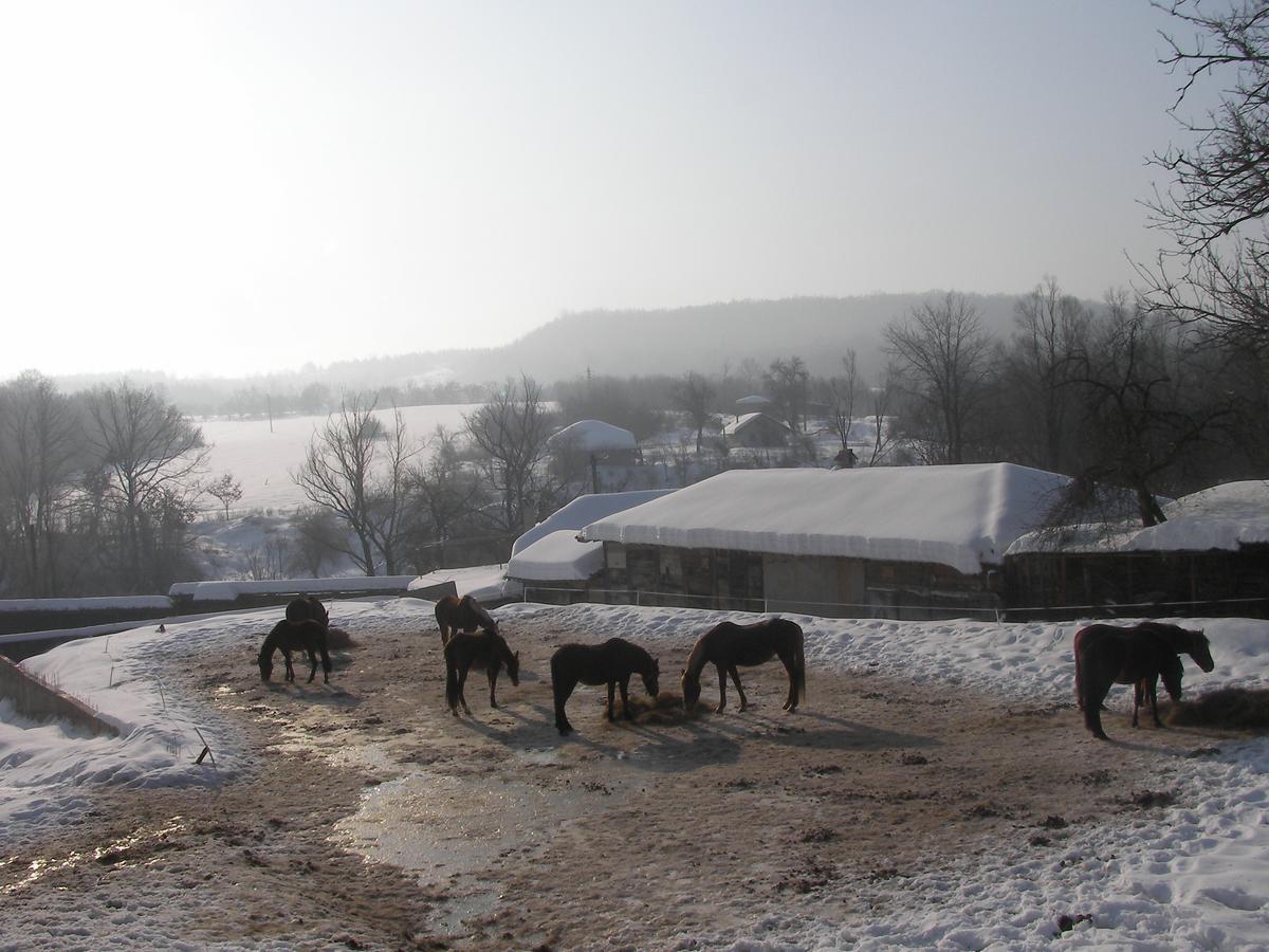 Ecopark Elena Hotel Buitenkant foto