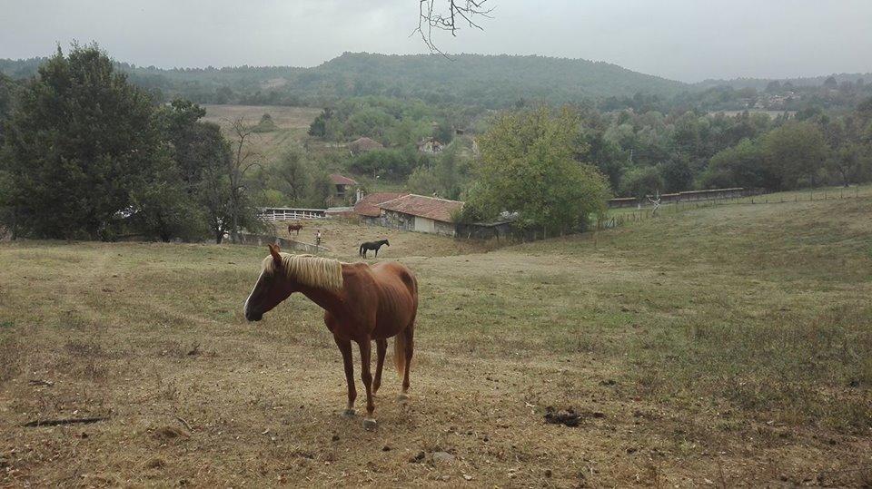 Ecopark Elena Hotel Buitenkant foto